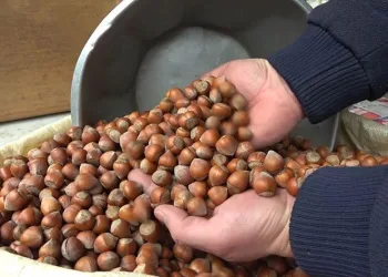 TMO’dan fındık satışına tepki