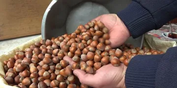 TMO’dan fındık satışına tepki