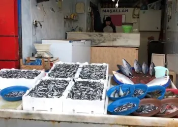 Rize’de hamsi yüzleri güldürdü