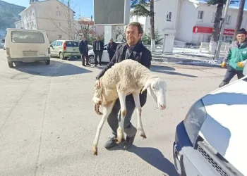 Bursalı çobanların deprem bölgesine koyun bağışı