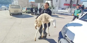 Bursalı çobanların deprem bölgesine koyun bağışı