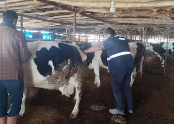 Deprem bölgelerinde hayvan hastalıklarıyla mücadele sürüyor