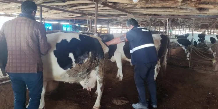 Deprem bölgelerinde hayvan hastalıklarıyla mücadele sürüyor