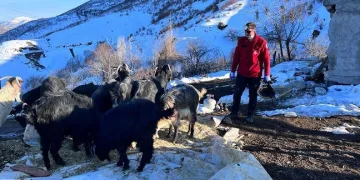 25 hayvan enkaz altından sağ çıkarıldı