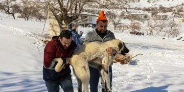 Yaralı hayvanlar tedavi ediliyor