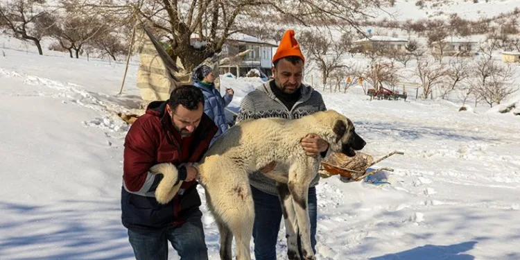 Yaralı hayvanlar tedavi ediliyor