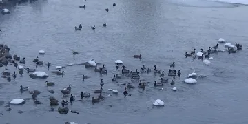 Su samurunun ördeklerle sınavı