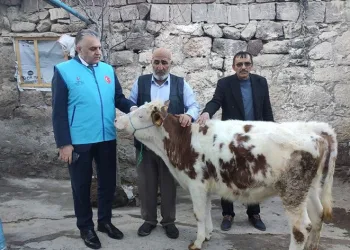 Gözü gibi baktığı danasını depremzedelere bağışladı