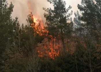 Tokat’ta orman yangını