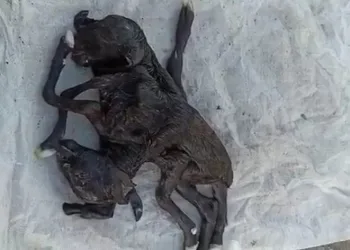 Çift başlı altı ayaklı oğlak dünyaya geldi