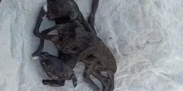 Çift başlı altı ayaklı oğlak dünyaya geldi