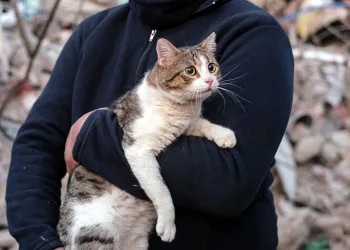 Bir kedi enkazdan canlı çıkartıldı