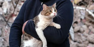 Bir kedi enkazdan canlı çıkartıldı
