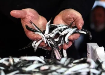 Marmara’da hamsi kirliliğe takıldı