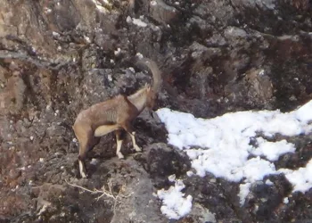 Av durduruldu, dağ keçileri gezmeye başladı