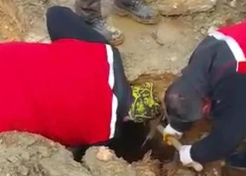 İki koyun ve bir kuzu canlı çıkarıldı