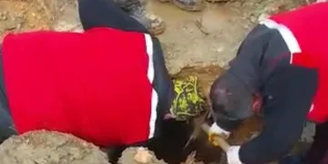 İki koyun ve bir kuzu canlı çıkarıldı