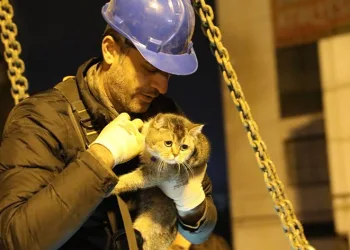“Zena” isimli kedi kurtarıldı