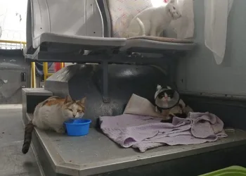 Afetzede kedi ve köpekler Bursa’da