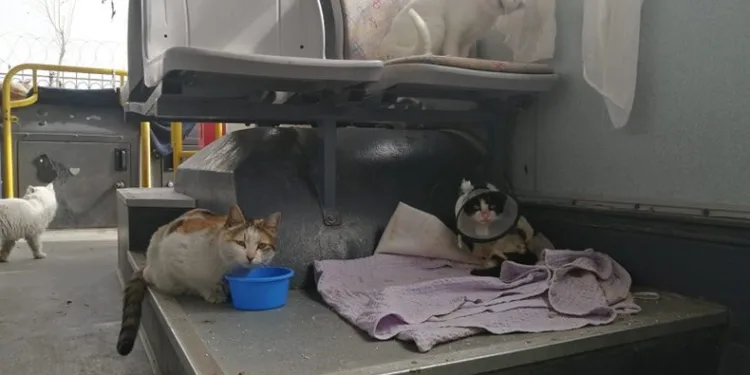 Afetzede kedi ve köpekler Bursa’da