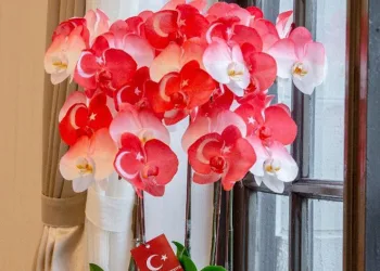 Tayvan liderinden Türkiye’ye destek mesajı