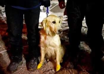 Patileri yara oldu ama kurtarmaya devam ediyor