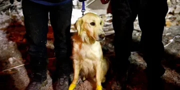 Patileri yara oldu ama kurtarmaya devam ediyor