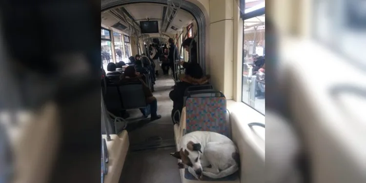 Tramvayda yolculuk ederek soğuktan kaçındılar