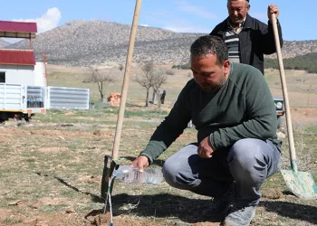 Korkuteli’de antepfıstığı yetiştiriciliği