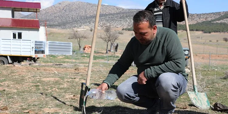 Korkuteli’de antepfıstığı yetiştiriciliği