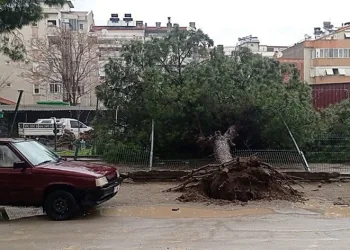 Edremit’te yağmur çam ağacını devirdi