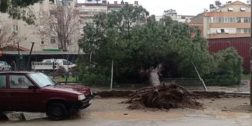 Edremit’te yağmur çam ağacını devirdi