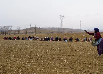 Dünyaca ünlü sarımsak toprakla buluşuyor