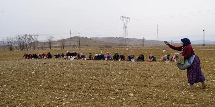 Dünyaca ünlü sarımsak toprakla buluşuyor