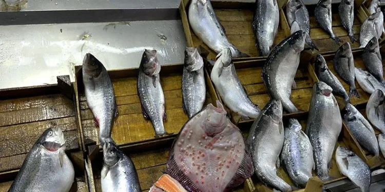 Balık fiyatlarına ramazan düzenlemesi