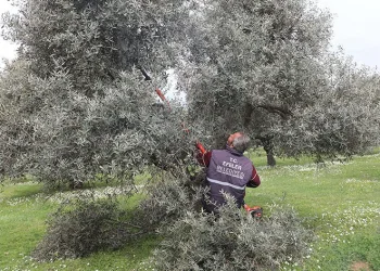 Zeytin bahçelerinde bakım çalışmaları
