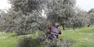 Zeytin bahçelerinde bakım çalışmaları