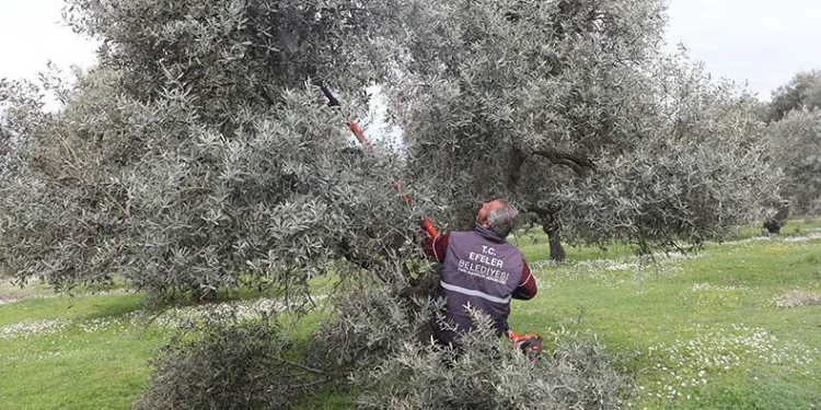 Zeytin bahçelerinde bakım çalışmaları