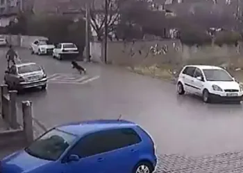 Köpekleri fark edince otomobile tırmandı