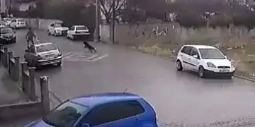 Köpekleri fark edince otomobile tırmandı