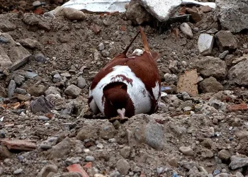 Güvercinler deprem enkazında yem aradı