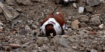 Güvercinler deprem enkazında yem aradı