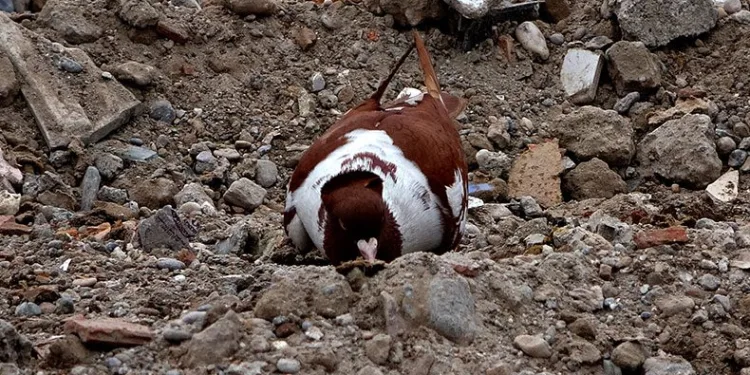 Güvercinler deprem enkazında yem aradı