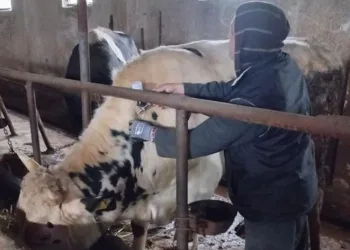 Şap hastalığına karşı aşılama atağı sürüyor