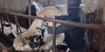 Şap hastalığına karşı aşılama atağı sürüyor