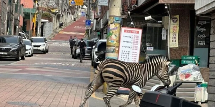 Hayvanat bahçesinden kaçarak, şehre indi