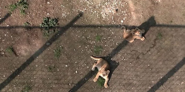 İlk defa dron gören minik aslanlar