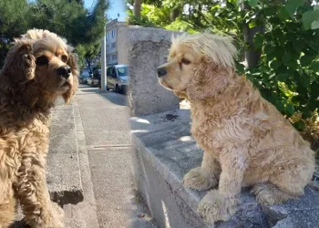 5 kez buldu, 6.kez çaldılar