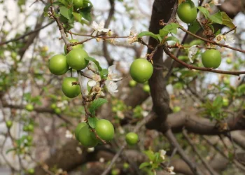 Mersin’de can erik hasadı başladı