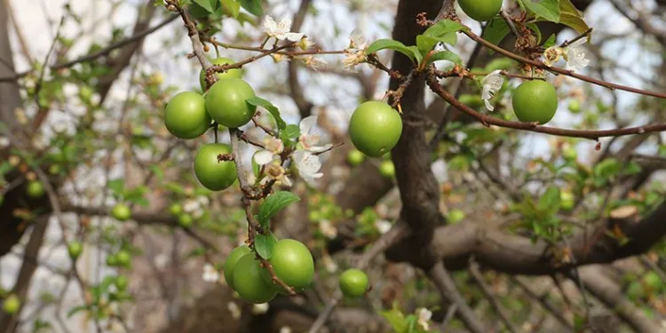 Mersin’de can erik hasadı başladı